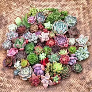 1000 Mixed succulent seeds for beginners, Zero Failure, easy to grow all year round, one pot turns into multiple POTS!
