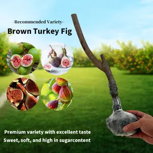 Fig Tree Seedling - Dense Roots, High Survival Rate, Seedless & Sweet - with Nutrient Soil for Beginner Gardening