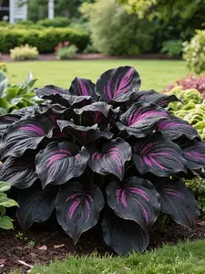 800 pcs Black Flower Seeds – Rare Deep-Shade Perennial with Dark Foliage for Dramatic Garden Design