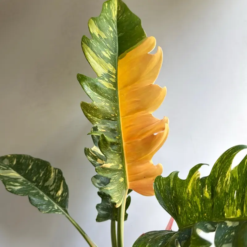 Philodendron Ring of Fire 6" Pot Live Tropical House Plant with Unique Leaves Easy to Care for Beginner Gardeners