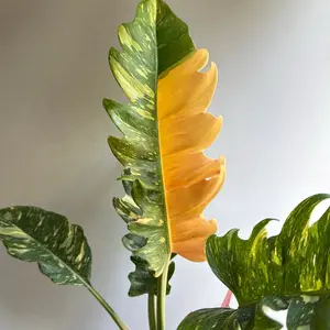 Philodendron Ring of Fire 6" Pot Live Tropical House Plant with Unique Leaves Easy to Care for Beginner Gardeners