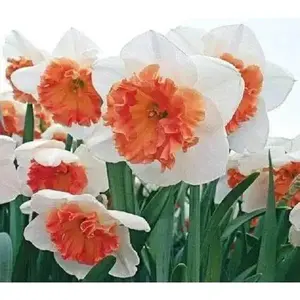 Over Easy Daffodil Bulb - Fall Planting, Featuring White and Orange Blooms, Ideal for Fall Gardening