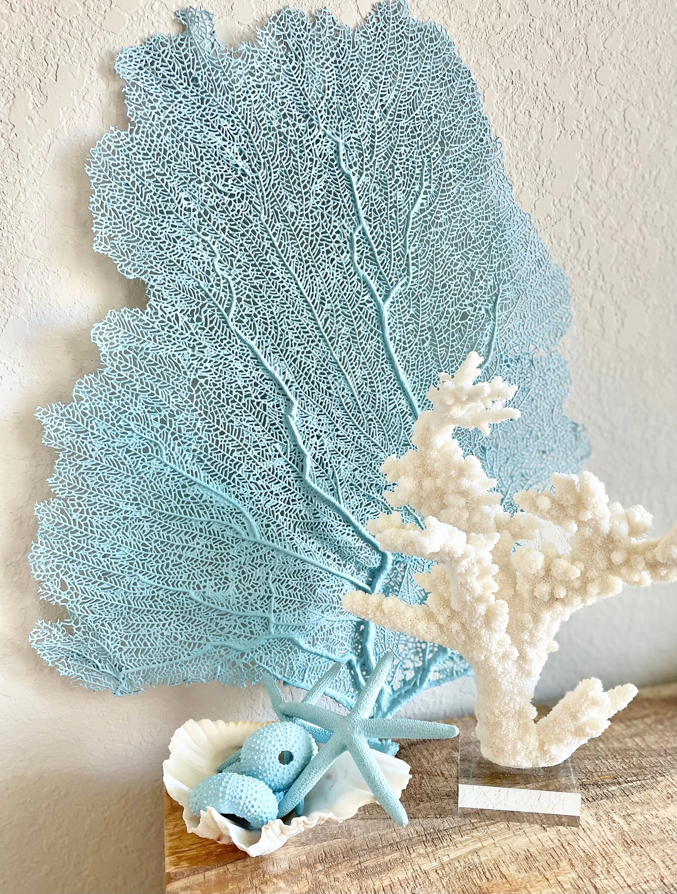 8-18” Light Blue REAL Sea Fans Starfish & Urchins Ocean Reef Natural Beach Coastal Décor Display
