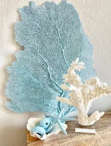 8-18” Light Blue REAL Sea Fans Starfish & Urchins Ocean Reef Natural Beach Coastal Décor Display