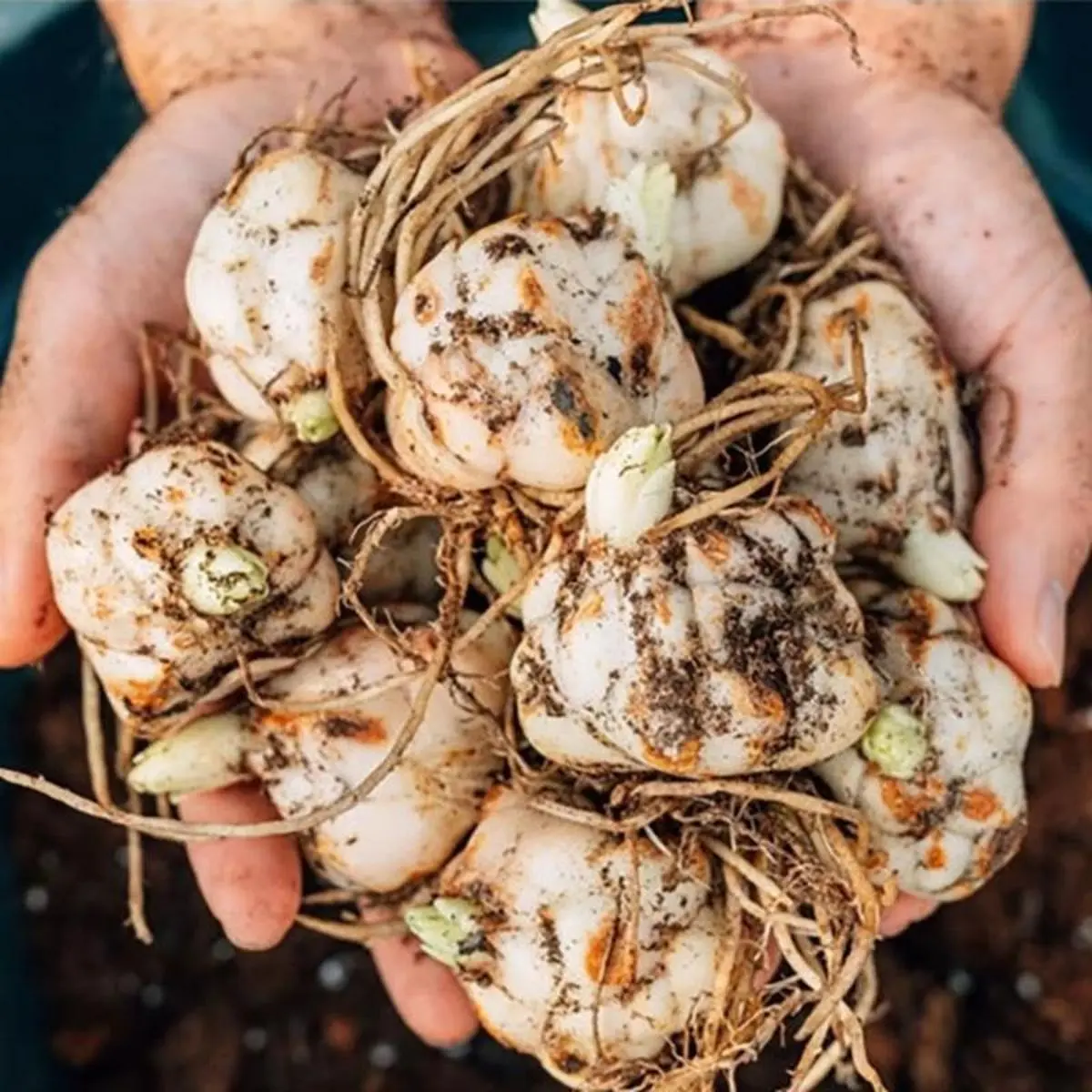 2PC   Fragrant Lily Bulbs｜Plant once, bloom every year