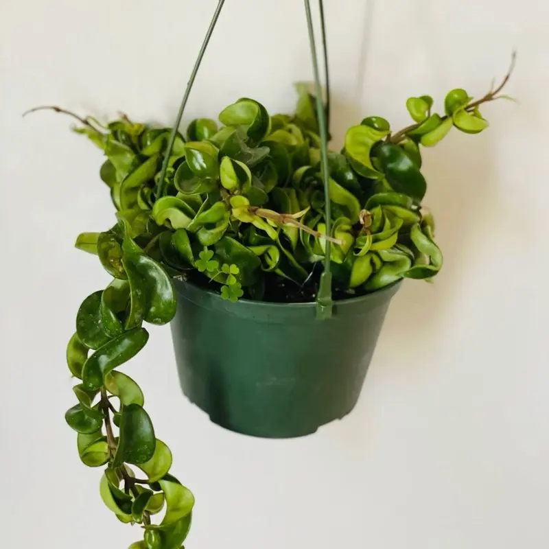 4" Hoya Rope Plant – Indoor Live Plant, Medium, Beginner Friendly, Roped Leaves for Trailing, Pet Friendly, Rare Fragrant Flowers, Bright Light, Perfect Gift, Houseplant
