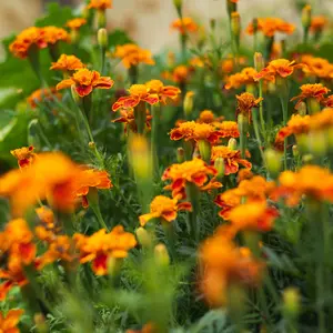Nematode Control Marigold Cover Crop Seeds (Tagetes patula) Natural pest control. These marigolds suppress nematodes and improve soil health. Great as a cover crop.