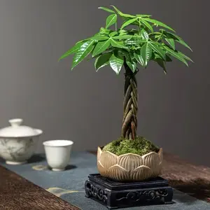 LZ01 / 4 Inch Pot Five-Braid Money Tree Live Plant, Pachira Aquatica Featuring Hand-Braided Trunk & Glossy Palmate Green Foliage, Low Maintenance Tropical Houseplant for Desks, Small Apartments and Office Interior Decor