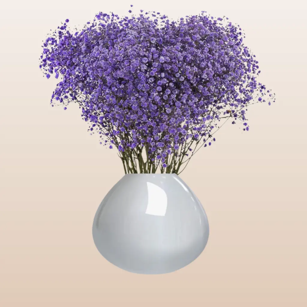 Fresh Baby's Breath Purple Tinted Gypsophila Bunch 250 gr Lavender Lilac Girly Fairytale Bouquet 8-10 Days Vase Life 25 Inches Stem Length