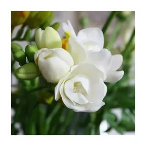 jasmine seeds for growing aromatic flower seeds with pleasant fragrance for home gardens