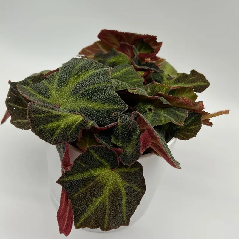 Begonia Shadow Fang 6” Pot – Collector Tropical Plant