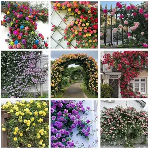 600+ Mix Climbing Rose Seeds for Planting Outdoors Ornamental Vine Rosas Bush Vine Climber Long-Blooming Garden Decoration