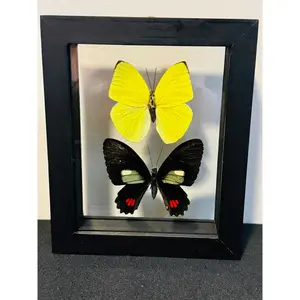 Butterflies in Shadowbox - Ethically Sourced Real Butterflies from Peru Mounted in 8x8" Frame for Home Office Decor