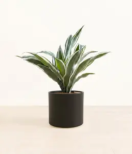 Dracaena Warneckii