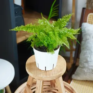 New - Cotton Candy Fern - 4 Inch