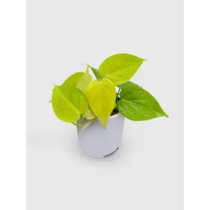 Philodendron Heartleaf Hederaceum Lemon Lime