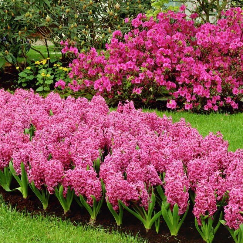 Hyacinth Seeds – Stunning Fragrant Hyacinth Flowers, Beginner-Friendly & Non-GMO, Easy to Grow for Garden, Pots, Indoor & Outdoor, Colorful Spring Blooming Ornamental Flower, Perfect Gift for Garden Lovers