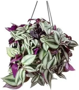 Tradescantia Zebrina Purple Wandering Jew Cuttings for Indoor Planting - Set of 9, 4-6 Inches Tall