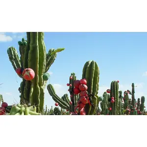 Rooted Cereus Peruvianus, Manzana Peruana Peruvian, apple cactus Cutting