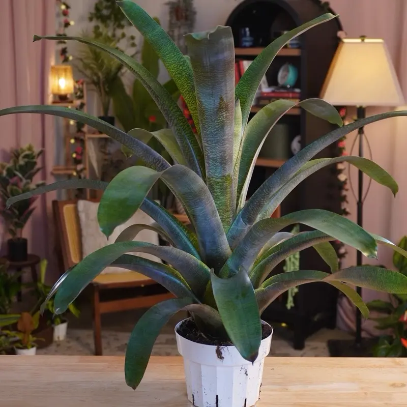 XL Vrisea “Cherlette” - 6” Pot