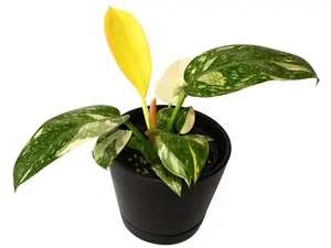 Philodendron 'Congo Nuclear' 4" Potted Live Plant - Philodendron tatei Krause