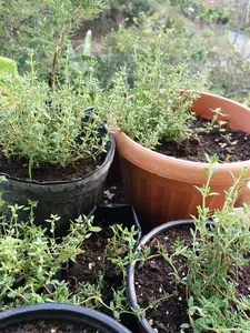 Organic French/Summer Thyme Seeds (Thymus vulgaris) – 250+ Seeds for Herb Gardens, Culinary Use, and Aromatic Cooking