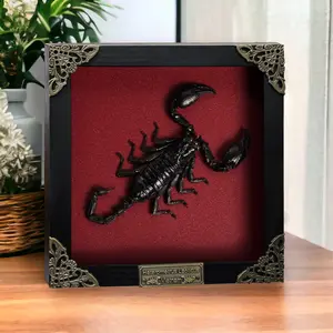 Framed Scorpion Display Taxidermy Preserved Insect Unique Gifts Entomology Oddities Collection Vibrant Wall Art Home Decor Wood Shadow Box Design Nature Inspired Art