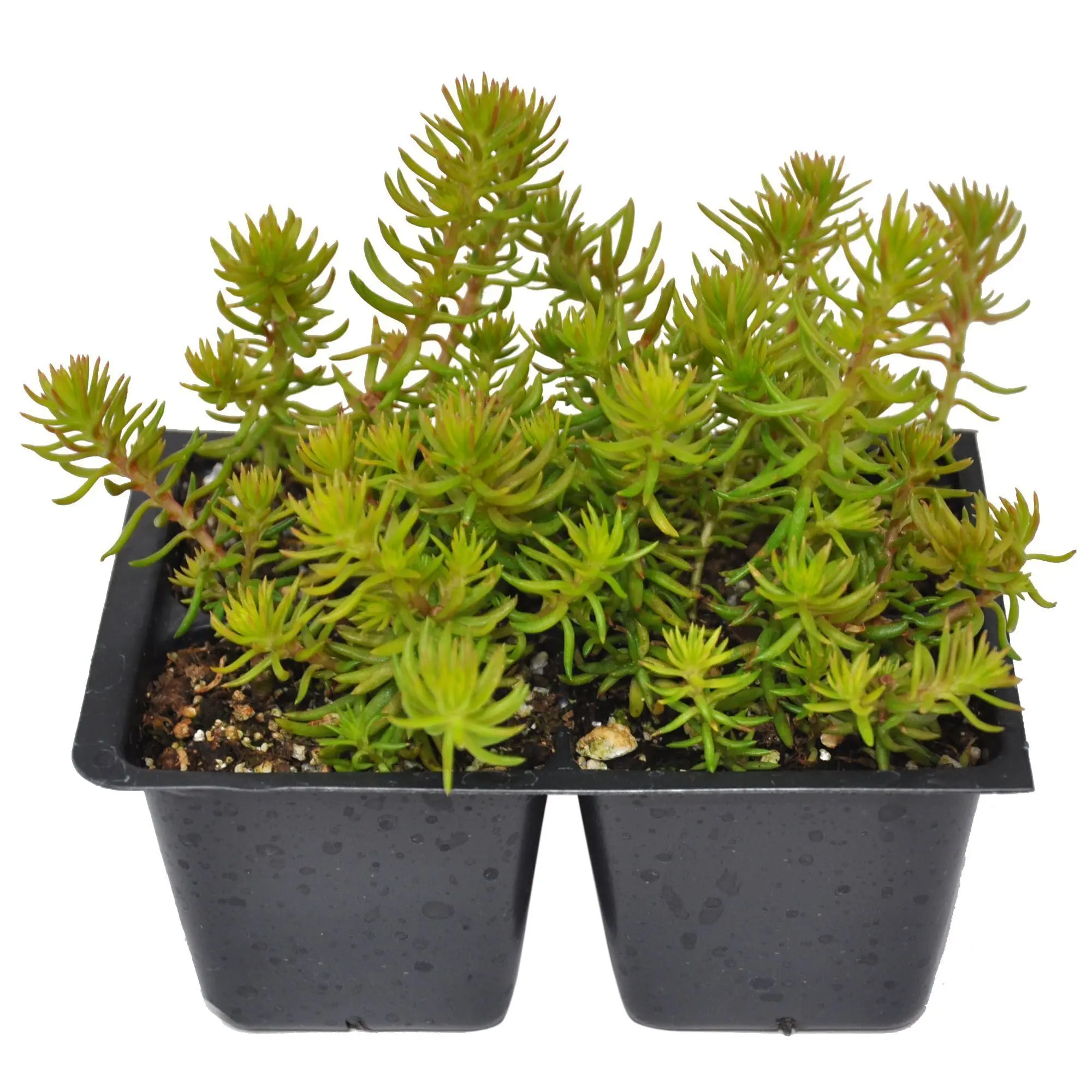 Sedum rupestre, Angelina, Crooked Yellow Stonecrop, Rocky Stonecrop