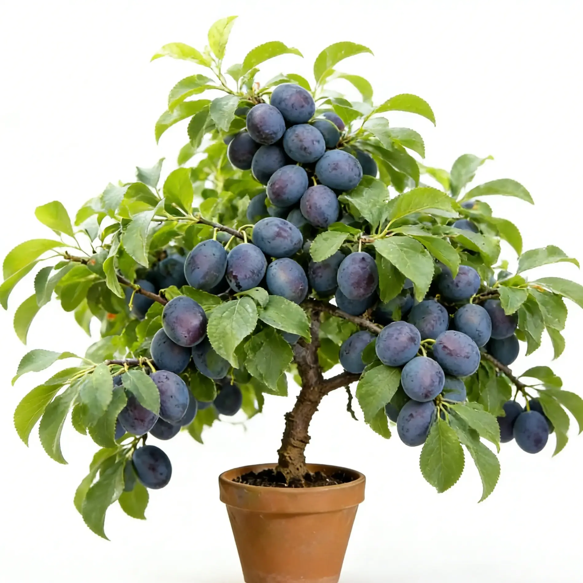 Perennial Plum Tree Seedlings, Long-Lasting Fruit Live Outdoor Plants for Home Gardens & Courtyards, Home Improvement Garden Supplies, Perennial Plant