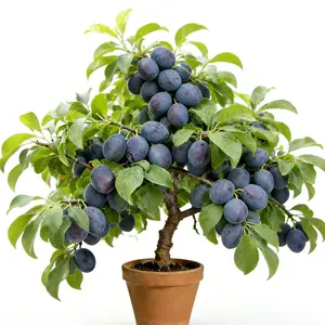 Plum Tree Seedlings, Live Fruit Tree Plant for Outdoor Planting, Suitable for Home Gardens, Courtyards and Backyards