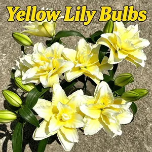 Yellow lily bulbs, bright decorative bulbs, suitable for garden flower beds, garden edge decoration, outdoor landscape collocation.