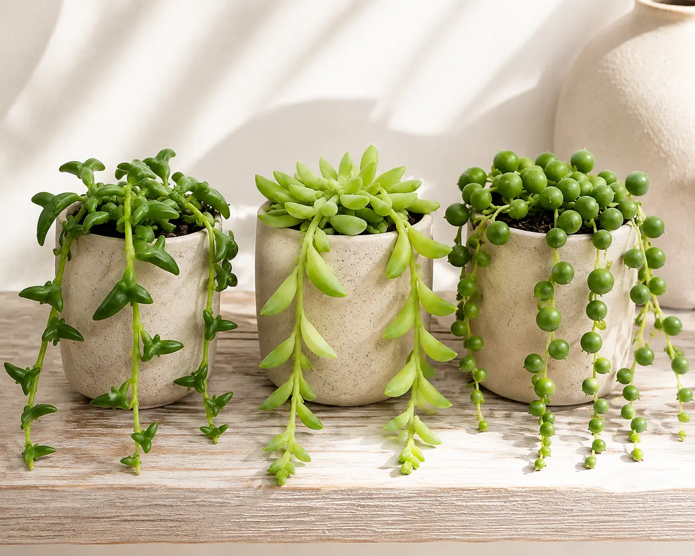 3-Pack String Succulent Live Starter Plants – Dolphins, Bananas & Pearls – Rooted Trailing Succulent Plugs