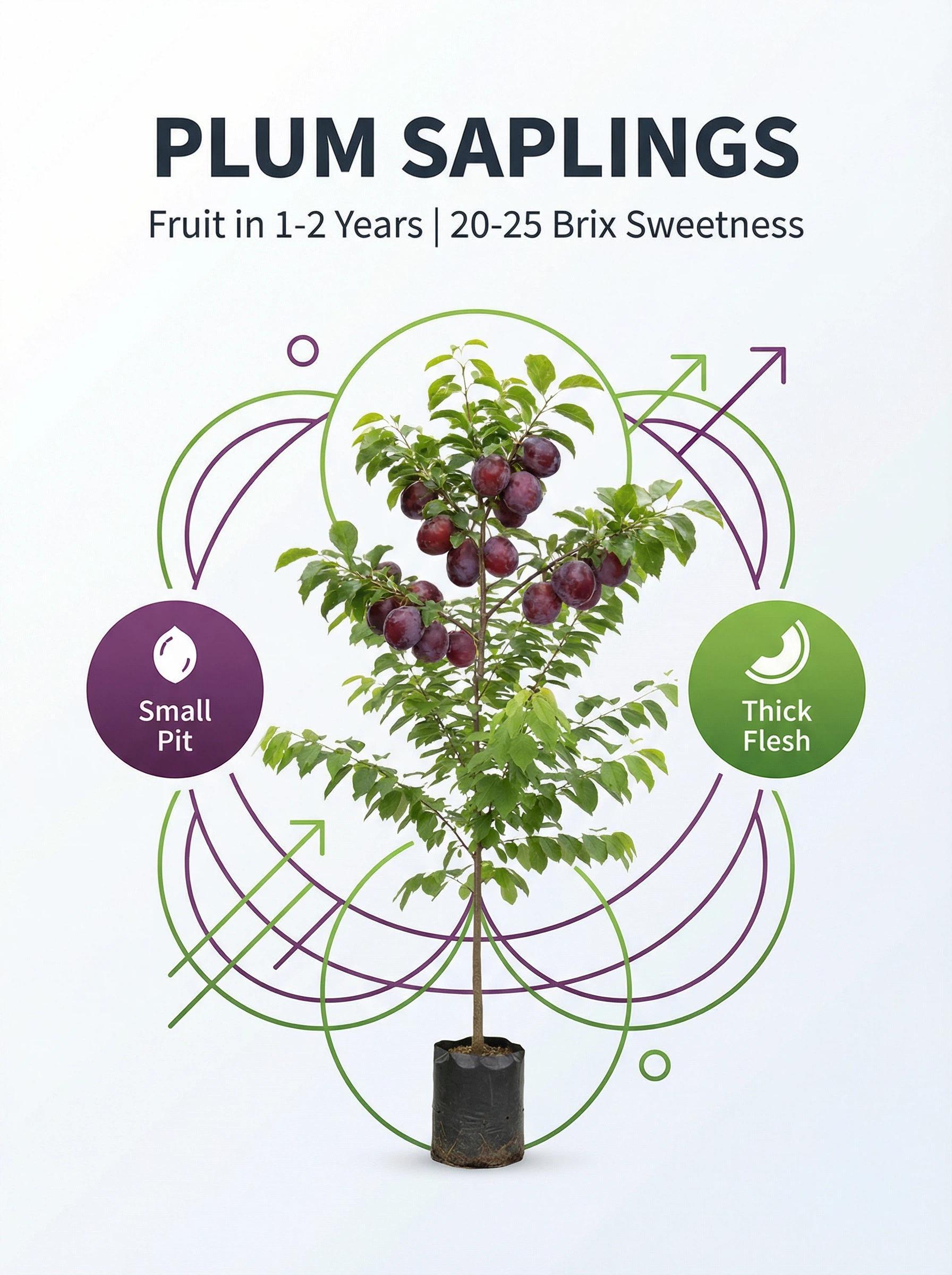 Live Exclusive Heirloom Non-GMO Grafted Plum Tree Sapling – Live Perennial Fruit Tree for Outdoor Garden & Backyard Planting