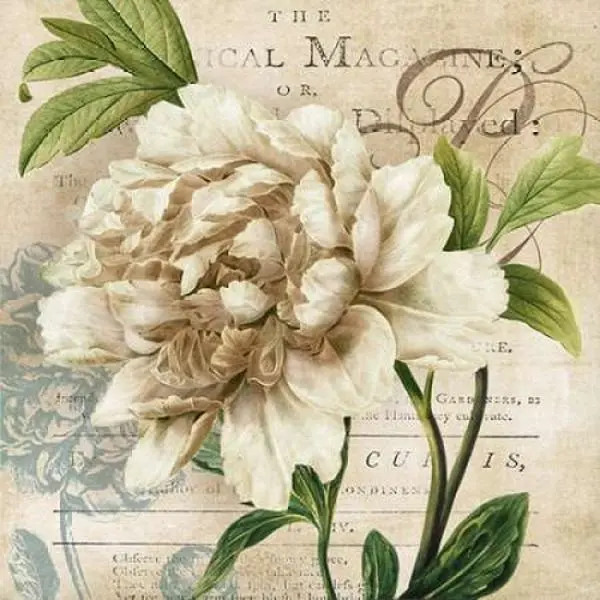 Artistic Peony Botanical Poster Print by Carol Robinson - Galaxy of Graphics PDX14987SMALL, 12x12 in Small Decor for Home