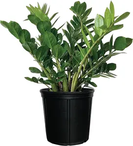 ZZ Plant, Zamioculcas Zamiifolia, Indoor, Outdoor, Live Houseplant, in Grower Pot (25-30 in. Tall)
