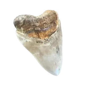 Megalodon Shark Tooth | 5 Inches