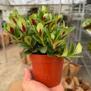 Marlene Goldfish Plant – 4” Pot | Exotic Trailing Blooms | Easy Indoor Houseplant