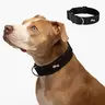 Dog Friendly Co. Tactical Dog Collar - Reflective Collars, Quick-Release Buckle, Neoprene-Lined Chafe-Resist Pad, Comfortable Wear, Metal D-Ring, Waterproof Webbing, XS-28in Neck Sizes, Built to Last, Adjustable Design