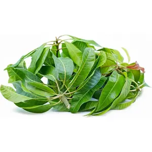 Fresh Mango Leaves - (25 Leaves) - Rani Brand Authentic Indian Products