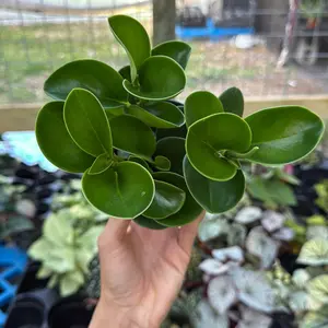 Peperomia Obtusifolia 'Emerald ' - Pet Friendly plant Elegant Houseplant in Pot for Easy Care in Bright Indirect Light