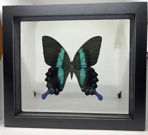 Blumei Authentic South American Framed Butterfly Specie Double Sided frame art nature