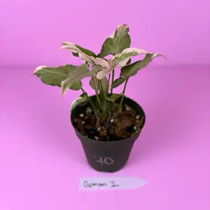Syngonium White Princess 4” | Variegated Syngonium | Rare Houseplant