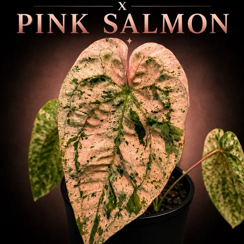 Anthurium Papi Peach Rawa x Pink Salmon TC