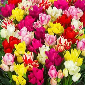 Tulip 'Club Mixture' Bulbs,bunch flowering