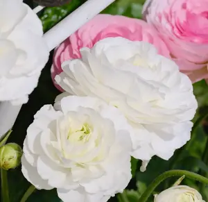 Ranunculus Asiaticus Seeds Mixed Colors Perennial Flower Seeds,Non-GMO Heirloom Seeds for Planting Home Garden Patio Cut Flowers,Beginners Friendly High Germination Rate