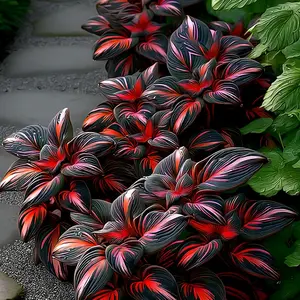 Hosta Seeds Perennial Shade Plant for Borders and Containers Year Round Growth Ideal for Outdoor Spaces Dependable Perennials Versatile Planting