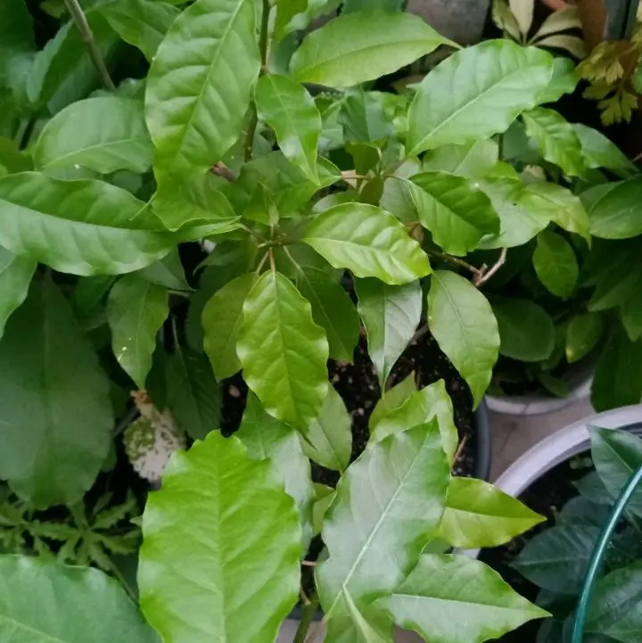 Liann Panye - Vibrant Green Leaves for Culinary & Aromatic Uses - Ideal for Gardens & Home Decor