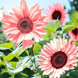 Pink Sunflower Seeds 50 Rare Helianthus Annuus Flower Seeds, Striking Garden Flower Background Focal Plant Seed, Attract Pollinators