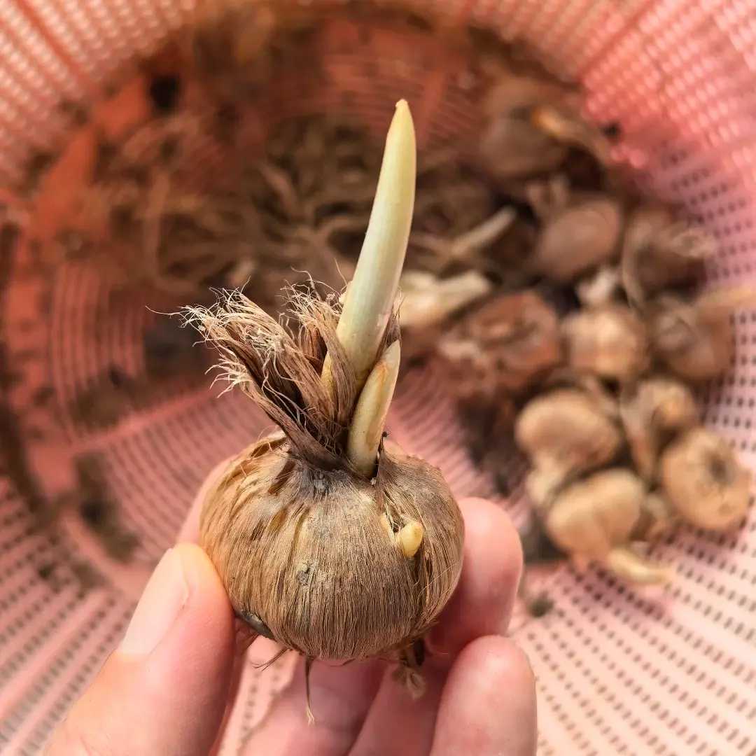 Saffron Crocus Bulbs, Crocus Sativus Live Corms, Autumn Blooming Purple Flower, Harvest Edible Saffron Threads, Easy Grow Perennial Plant for Indoor Pots & Outdoor Garden