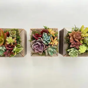 Sugar Cubes - Live Mini Succulent Gardens